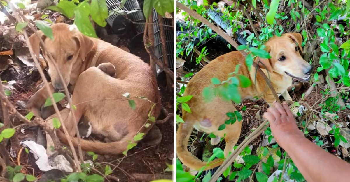 Injusticia y Dolor: Mujer Presencia el Cruel Maltrato a una Perrita Embarazada en Pleno Parto