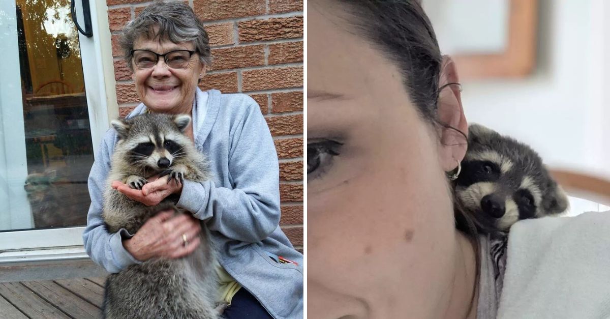 I Missed You! Rescued Raccoon Returns After Years to Reunite with the Woman Who Gave Him a Second Chance
