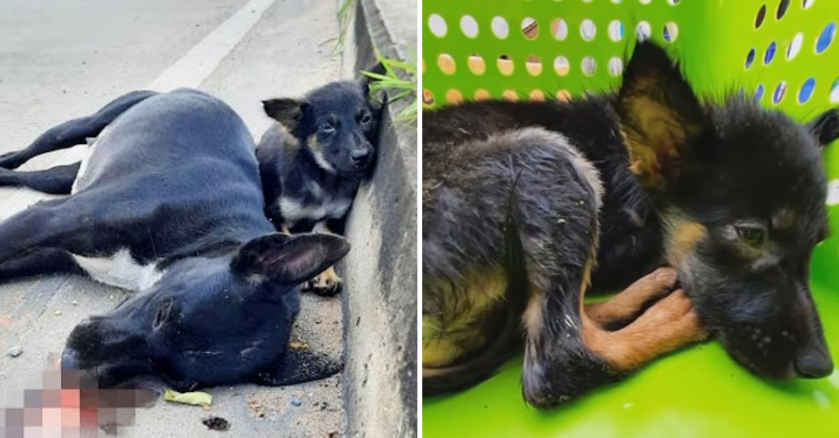 Heartbreaking Innocence: Puppy Clings to Its Unresponsive Mother, Hoping for a Miracle to Wake Her Up