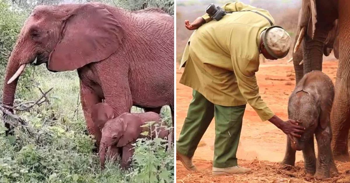 A Heartwarming Reunion: Released Elephant Returns to Her Keepers, Proudly Introducing Her Precious Baby Girl