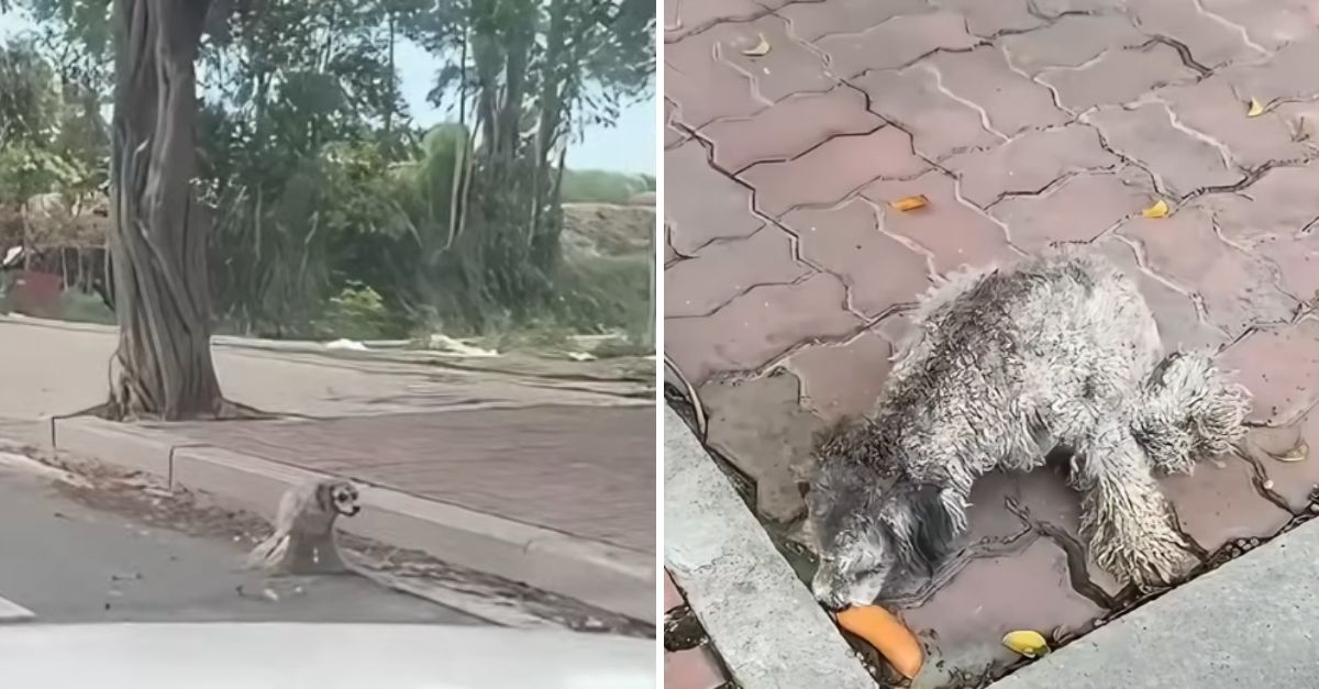 From Struggle to Hope: Disabled Stray Dog’s Life Transformed by One Man’s Heartwarming Act of Kindness