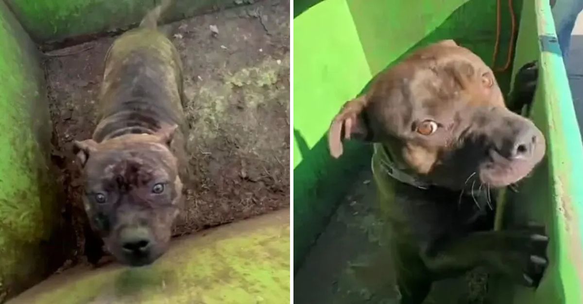 Oh My Goodness! Beneath the Dumpster Lid, a Pair of Fearful Eyes Begged for Love—A Tiny Soul Waiting for a Miracle
