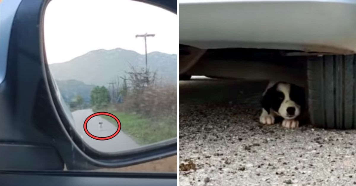 Kindhearted Woman Stops Her Car for a Desperate Stray Dog, Giving It a Second Chance at Life