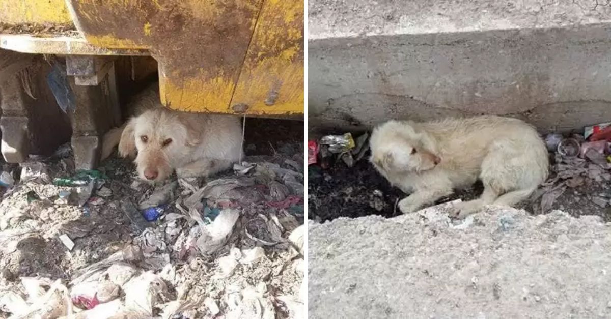 From Fear to Forever: Dog Who Hid for Months Finally Finds Love and a Place to Call Home