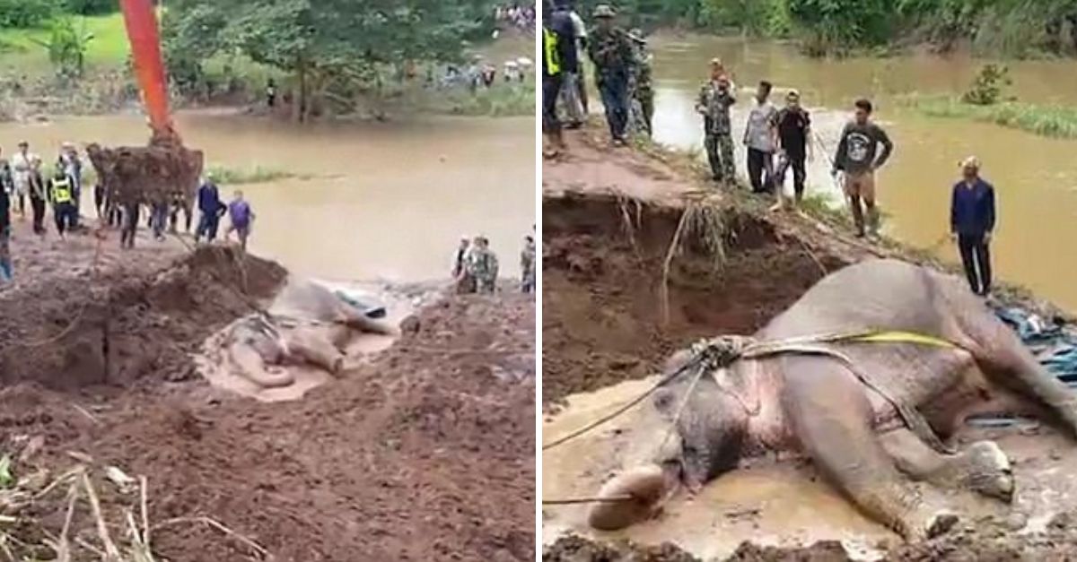 “You’re Safe Now” — Villagers Unite to Rescue Exhausted Elephant Trapped in River, Proving the Power of Compassion