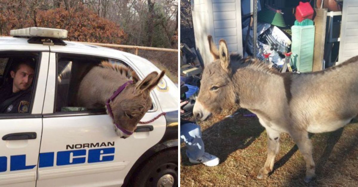 “Hey, Can I Get a Ride?”—Brave Officer Rescues Frightened Donkey from Traffic, Offering a Gentle Journey to Safety