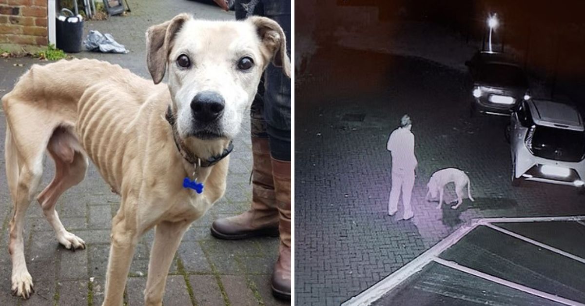 Casper, el perrito esqueleto abandonado en Halloween que aún creía en el amor y la esperanza