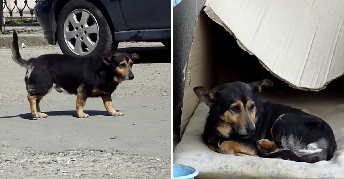 Perro callejero, con el corazón roto, se aleja llorando después de que le arrebataran su único tesoro: su vieja almohadita.
