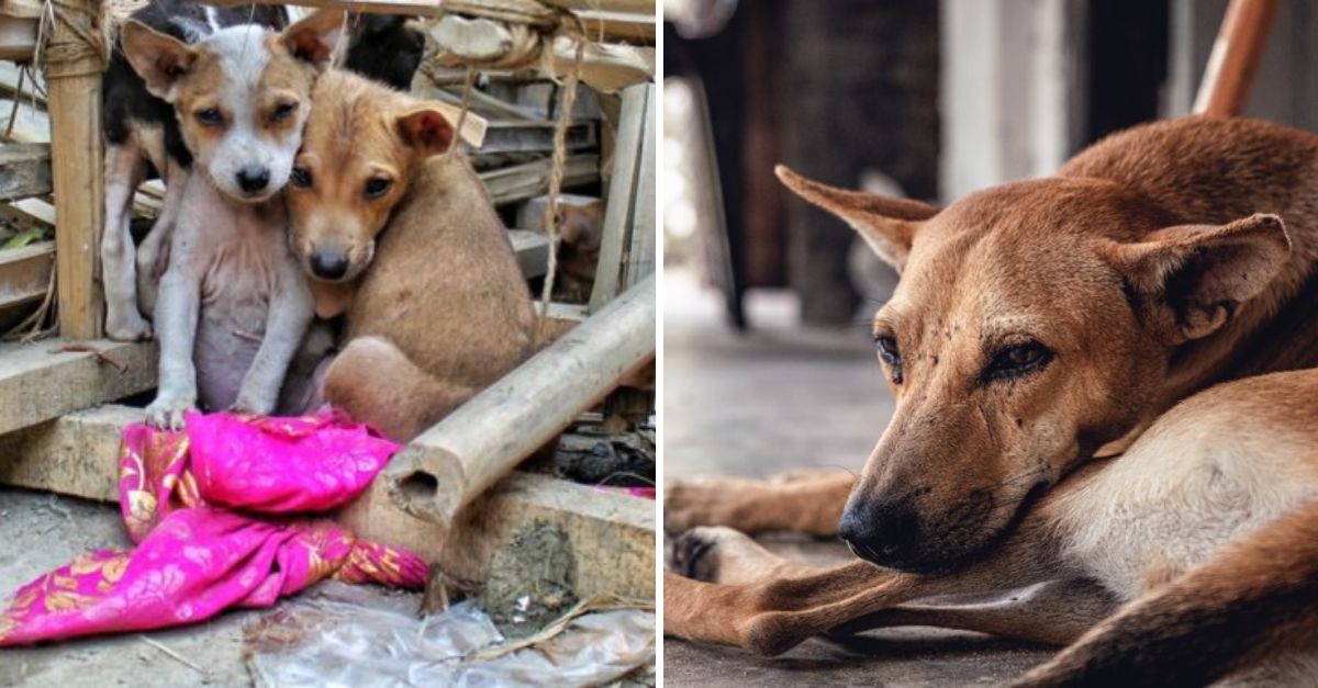 Un Paso Hacia la Justicia: País Sudamericano Aprueba Ley contra el Maltrato Animal, Trayendo Esperanza a los que Sufrieron en Silencio