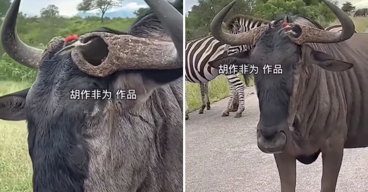 Unlikely Friendship: Wildebeest Welcomes Woodpecker’s Gentle Touch, Creating a Heartwarming Moment in the Wild