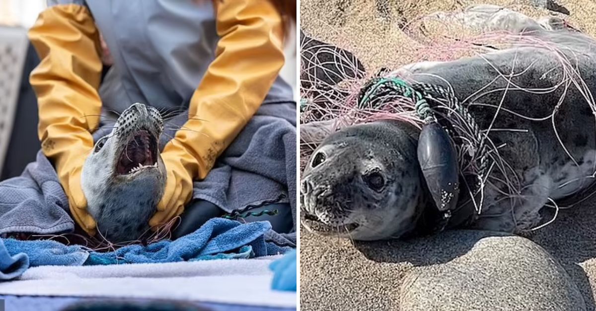 Heart-Stopping Moment: Young Seal Trapped in Plastic Waste Fights for Its Life Off the Connecticut Coast
