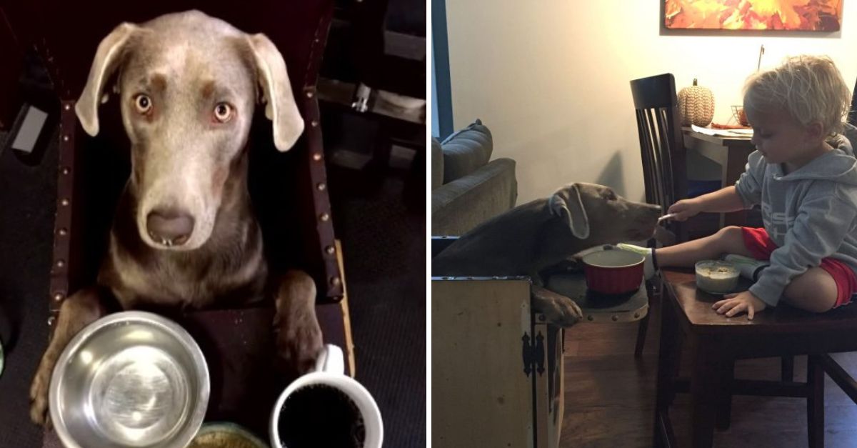 La Perrita que Debe Comer en una Silla de Bebé para Sobrevivir Conmueve al Mundo con su Valentía