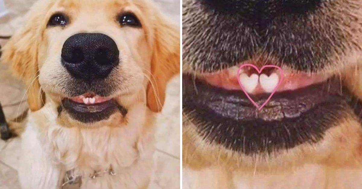 El perrito con dientes en forma de corazón que ha tocado el alma de miles en las redes sociales