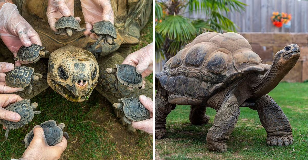 After a Decade of Waiting, a 70-Year-Old Mother Turtle Finally Sees Her Eight Babies Hatch in a Beautiful Moment