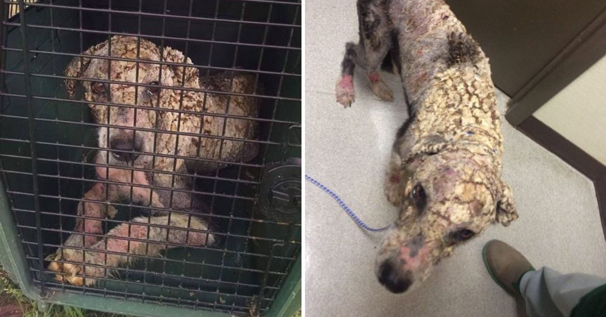 From Suffering to Hope: Emaciated Dog Once Just Skin and Bones Begins His Journey to Healing and Love
