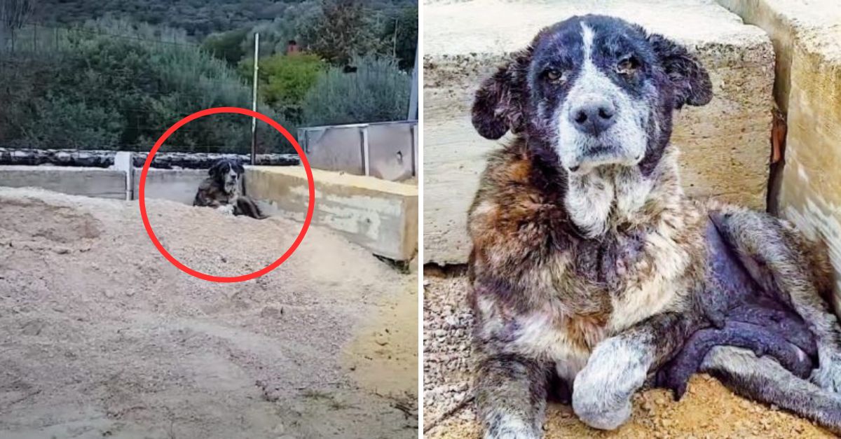 De la Tristeza a la Esperanza: Perrita Anciana Rescatada del Vertedero Ahora Sonríe Llena de Amor y Vida