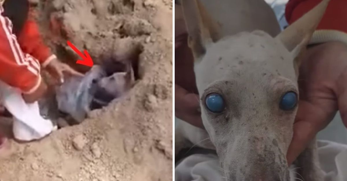 Perrito Ciego Perdió la Esperanza y Cavó su Propia Tumba, Pero el Amor le Regaló una Segunda Oportunidad