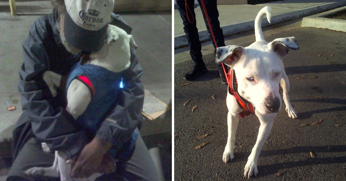 Dying Homeless Man’s Heartbreaking Plea: A Final Wish to Ensure His Beloved Dog Finds a Loving Home Before He Goes.