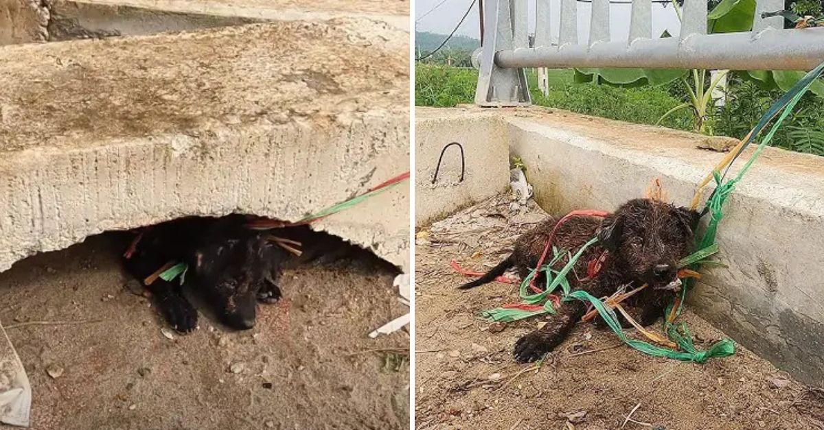 Set Me Free! Chained to a Bridge, a Poor Dog Gazes into the Distance, Longing for Love and a Second Chance