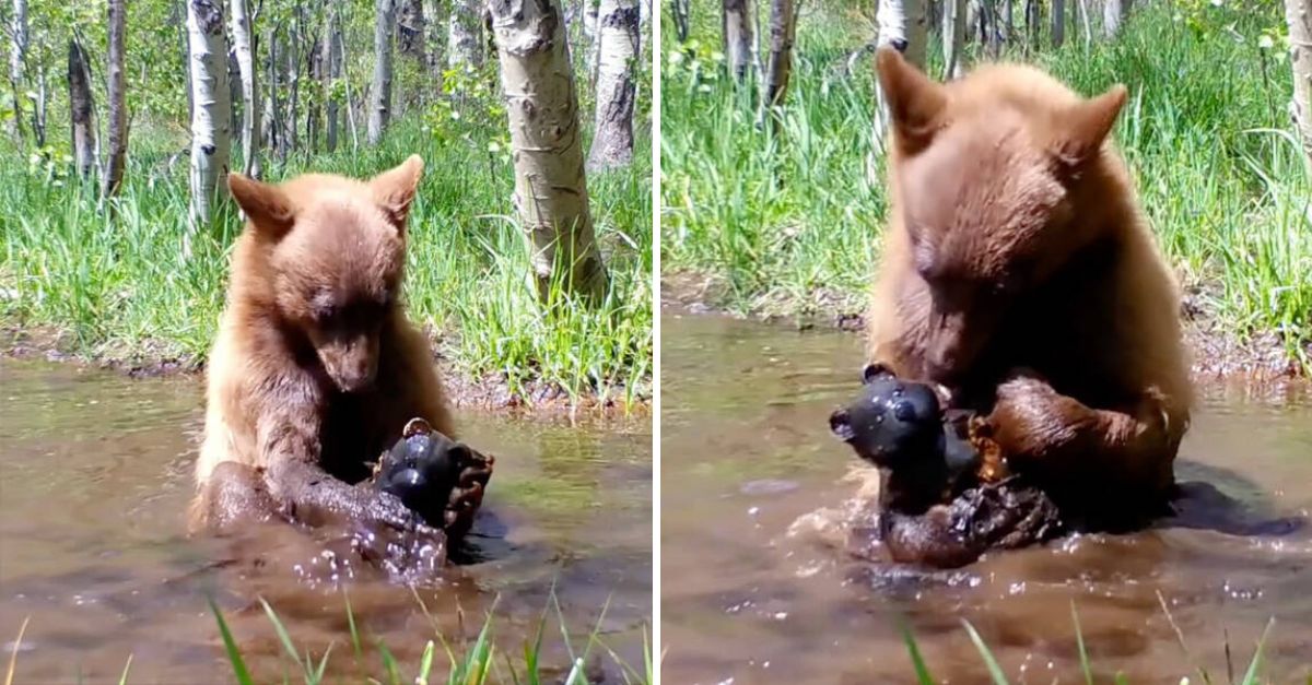 From Loneliness to Love: Orphaned Bear Cub Finds Comfort in a Toy Bear, Creating Heartwarming Moments of Joy