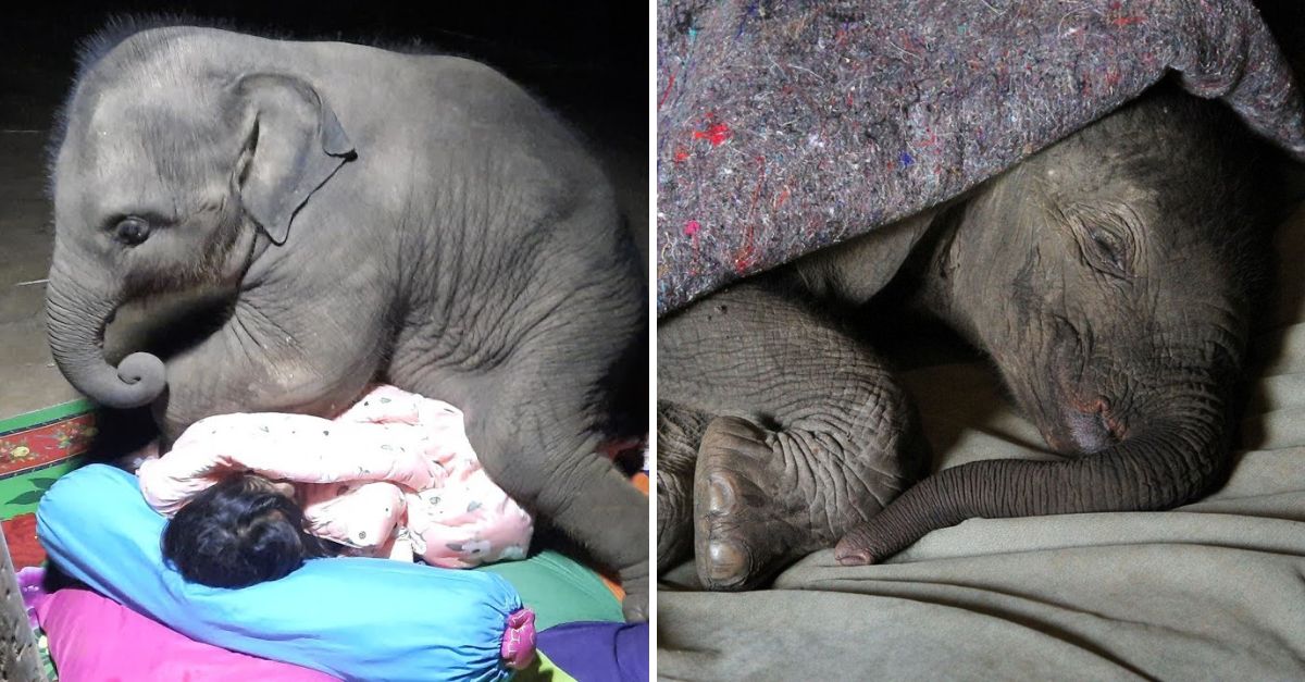 An Unbreakable Bond: Baby Elephant Clings to Its Devoted Caretaker, Finding Love and Comfort in Every Moment Together.