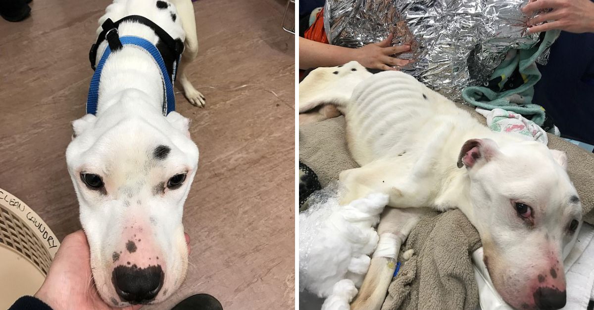 ‘Thinnest Dog Ever Seen Alive’—Starving Pup Who Ate Glass and Batteries Finds Hope in Loving Arms