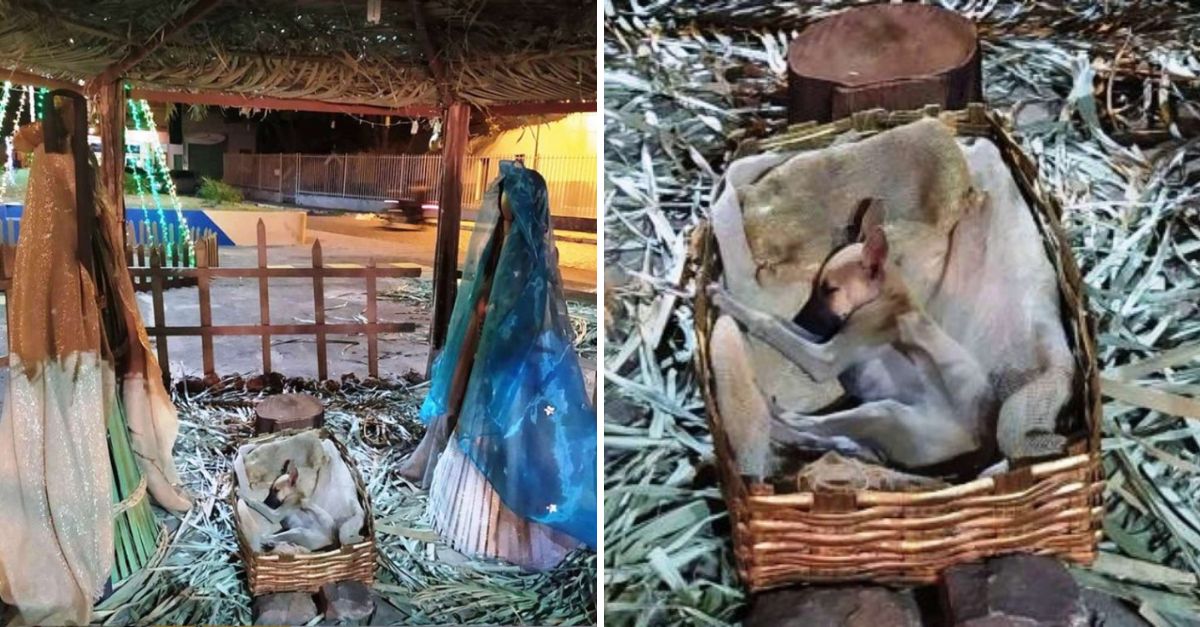 “Un Sueño de Esperanza” — Perrito Abandonado Halla Amor y Refugio en un Humilde Pesebre Callejero