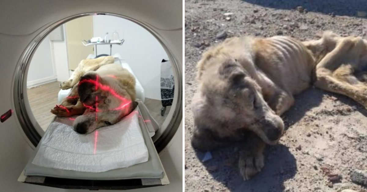 Ragnar, the emaciated rescue dog, clings to life at just 18 pounds, pleading for love, help, and a second chance