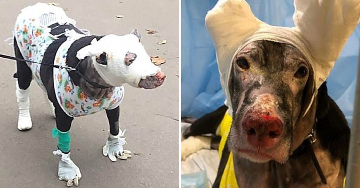 Heroína Olvidada: Perrita Embarazada Salva Vidas del Fuego y Es Abandonada Cuando Más Necesita Amor