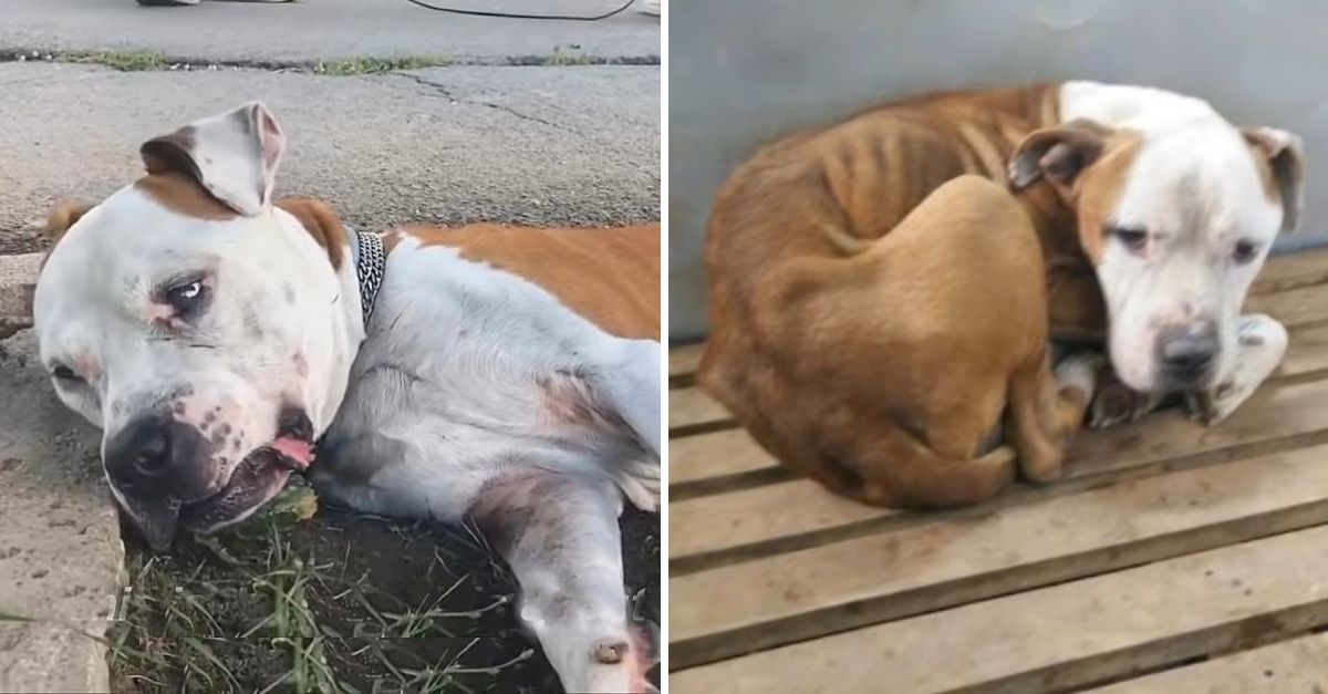 Gasping for Hope: A Struggling Man’s Painful Fight on the Streets Pleads for Compassion and Human Kindness