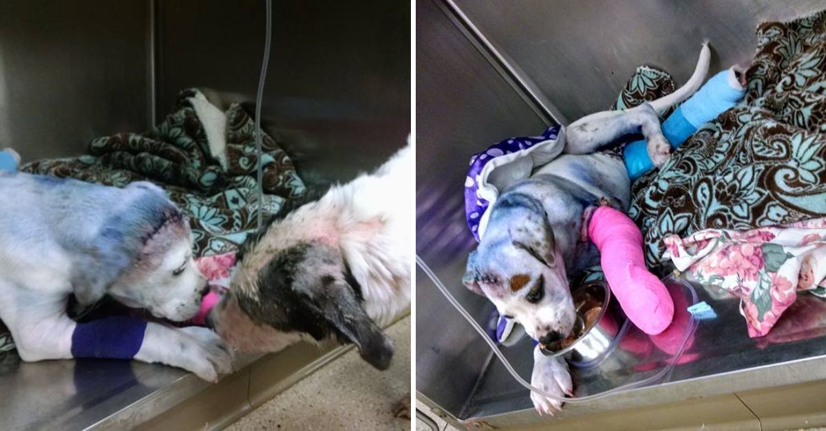 Disparado, pintado y abandonado, este perrito encontró en un noble amigo el amor que le devolvió la vida.