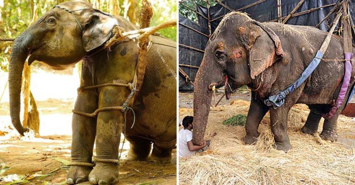 Please Stop! Under Scorching Heat and Chains, Elephants Endure Daily Suffering in Thailand’s Heartbreaking Tourism Industry
