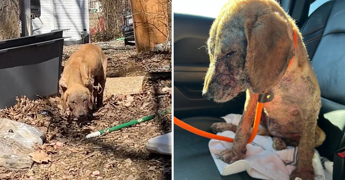 Uncomfortable in Her Own Skin, This Dog’s Journey of Healing Leads to a Beautiful Transformation and Newfound Joy