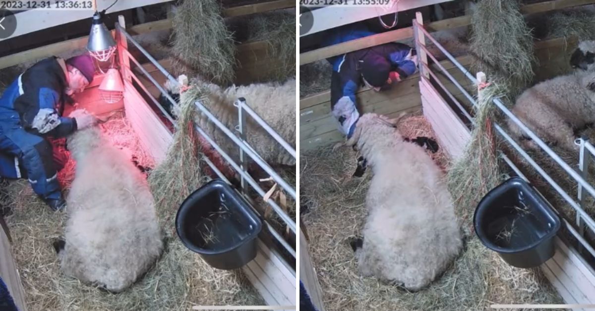 Everything Will Be Okay: A Kind Farmer Comforts a Grieving Mother Sheep, Creating a Heartwarming Bond of Healing and Love