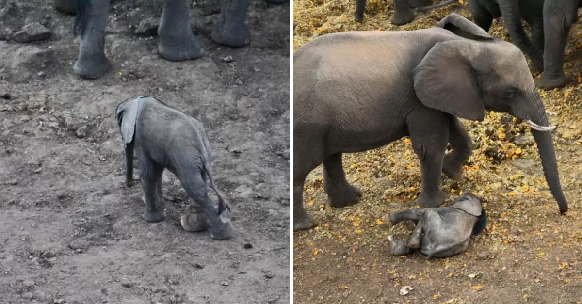 “Hold On, My Baby!”—Mother Elephant’s Heartfelt Cries Lead to an Emotional Reunion as Rescuers Save Her Injured Calf