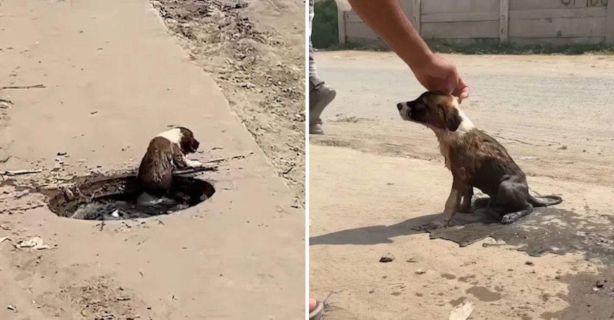 Pequeño Cachorro Abandonado en una Alcantarilla Llora por Ayuda, Anhelando una Segunda Oportunidad en la Vida