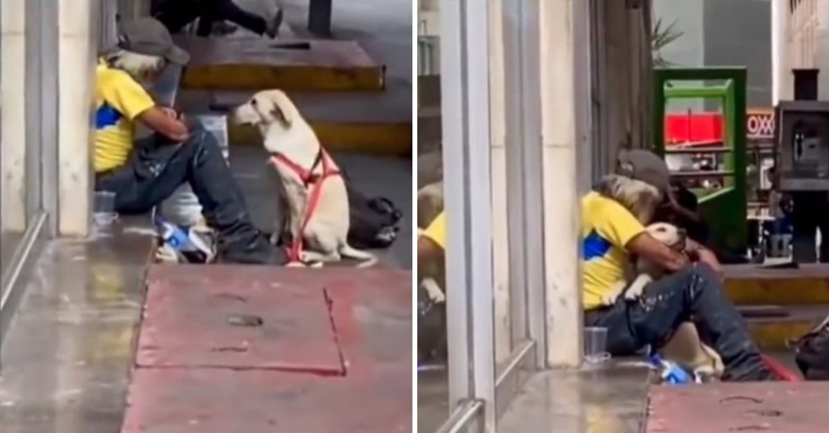 “Un Abrazo de Esperanza” — Perrito Callejero Consola a un Hombre sin Hogar con su Amor Incondicional