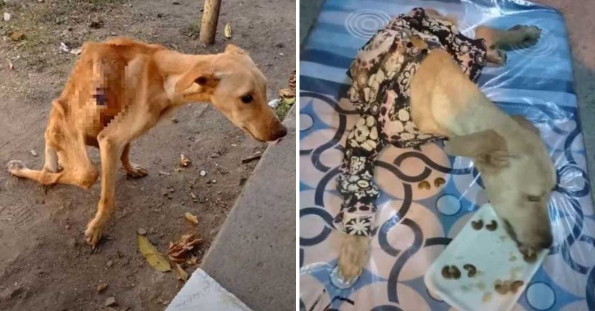 A Heartbreaking Moment: Paralyzed Dog Cries Tears of Joy as Compassionate Rescuers Offer a Lifesaving Hand