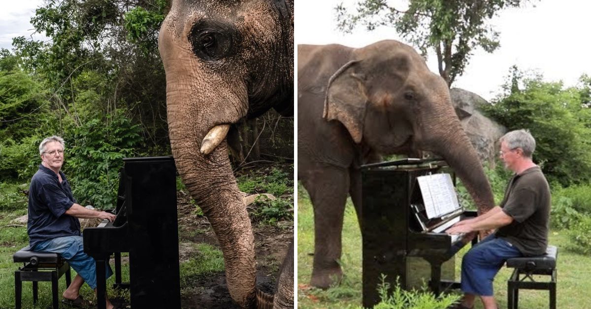 An Elderly Pianist Plays Classical Melodies to Soothe a Blind Elephant’s Pain After 30 Years of Suffering—A Heartwarming Bond