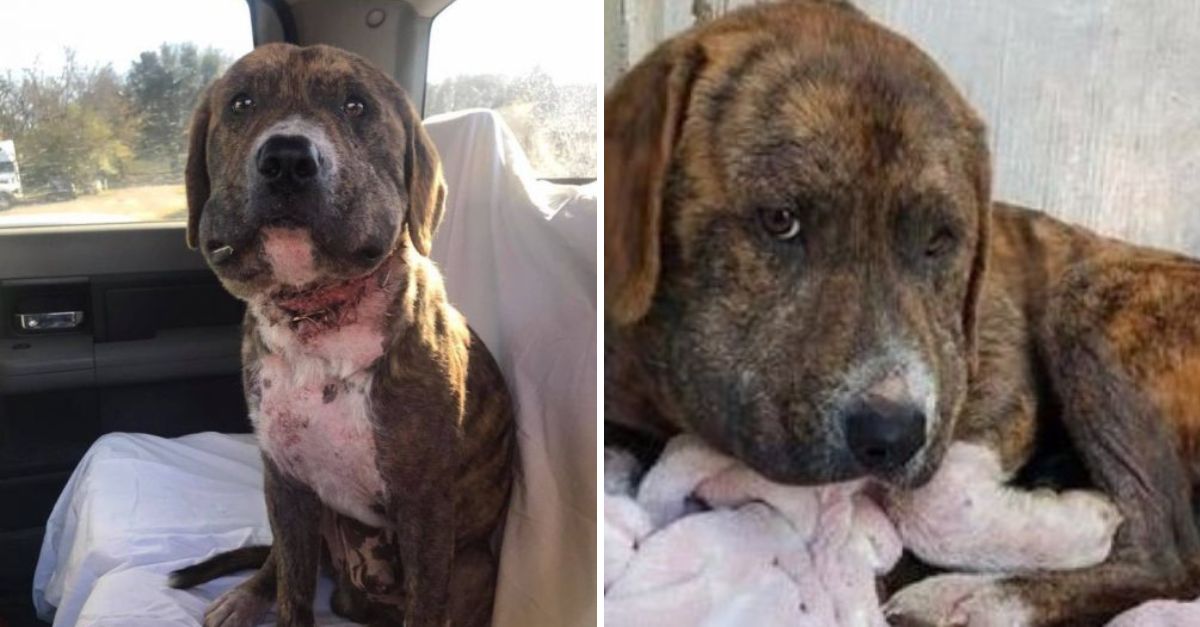 Rescatado en el Último Suspiro: Un Perrito Atado Cruelmente Recupera la Esperanza y el Amor