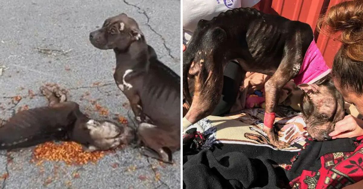 “Unbreakable Loyalty” — Despite Their Own Struggles, These Pit Bulls Stay by Their Wounded Friend’s Side, Offering Comfort and Love
