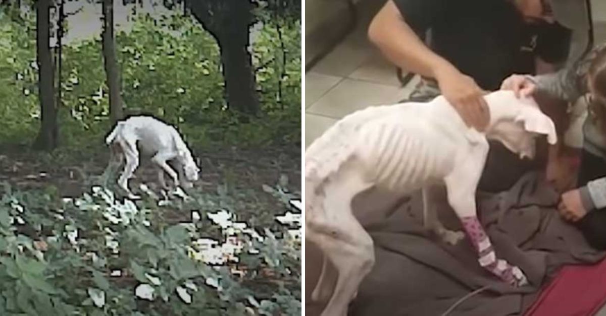 The Moment He Saw the Frail Skeleton, His Heart Sank—It Was the Dog He Had Once Loved and Lost