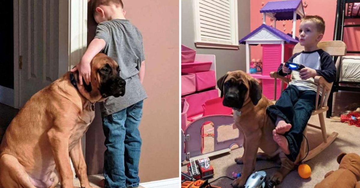 Loyal Pup Stands by His Friend’s Side During Time-Out, Proving That True Friendship Knows No Boundaries