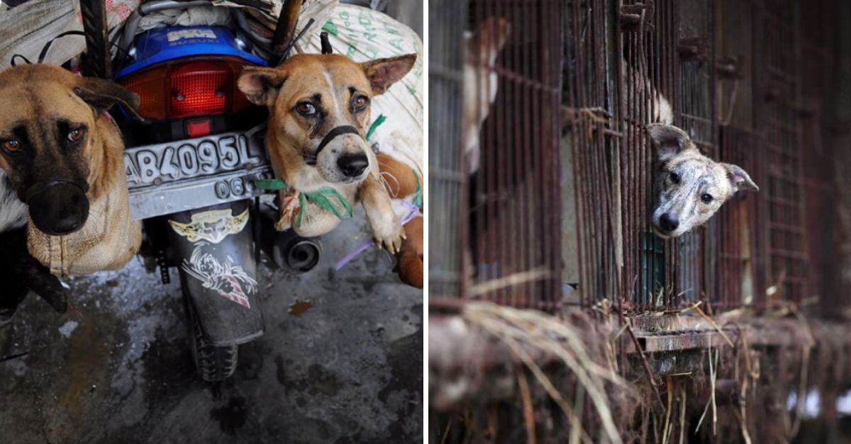 Corea del Sur da un paso histórico hacia el fin del sacrificio de perros para consumo humano: comienza la esperanza