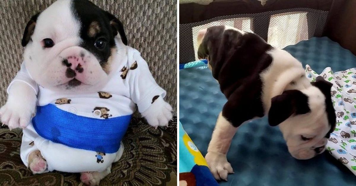 Él es medio bulldog y el doble de amor: este valiente cachorro con solo dos patas conquista corazones cada día.
