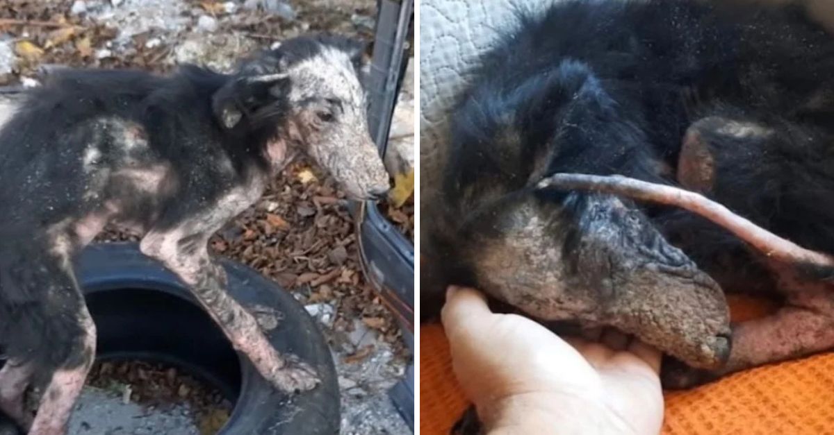 Shunned and covered in scabies, the little girl hid beneath a car tire—frozen, forgotten, and longing to be loved.