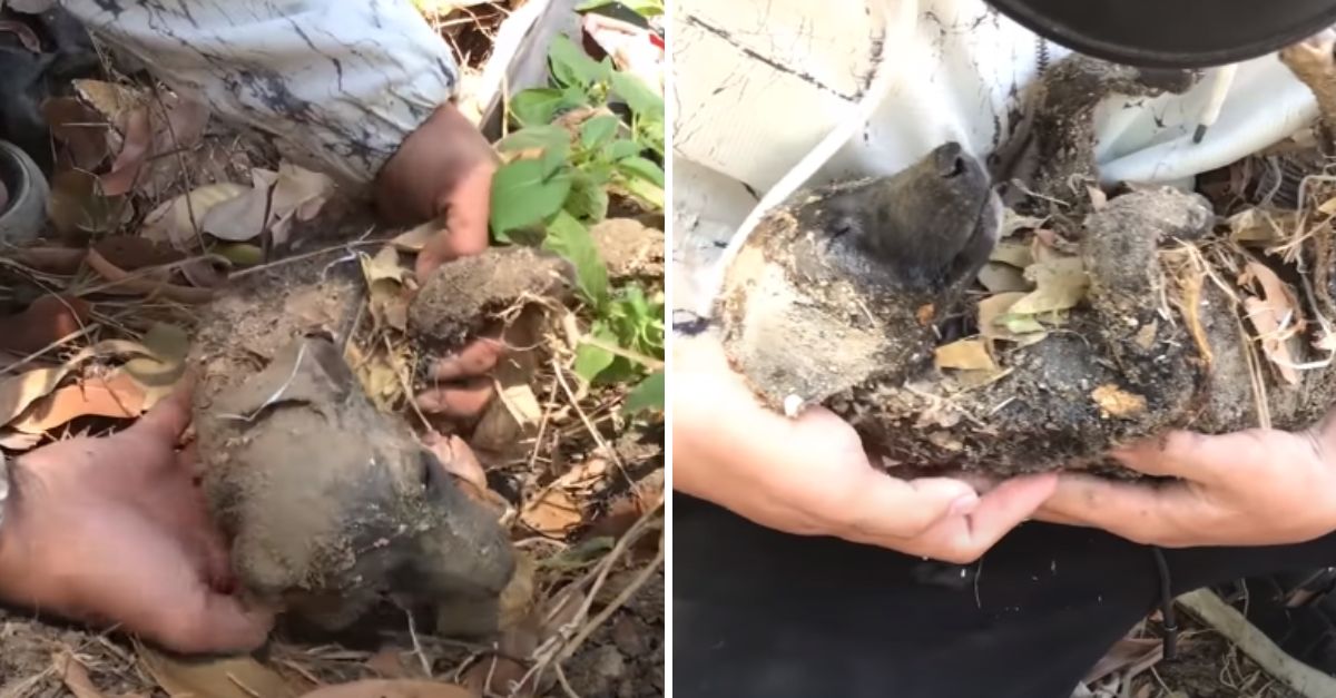 De la oscuridad al amor, este cachorro rescatado demuestra que un corazón herido aún puede volver a brillar.