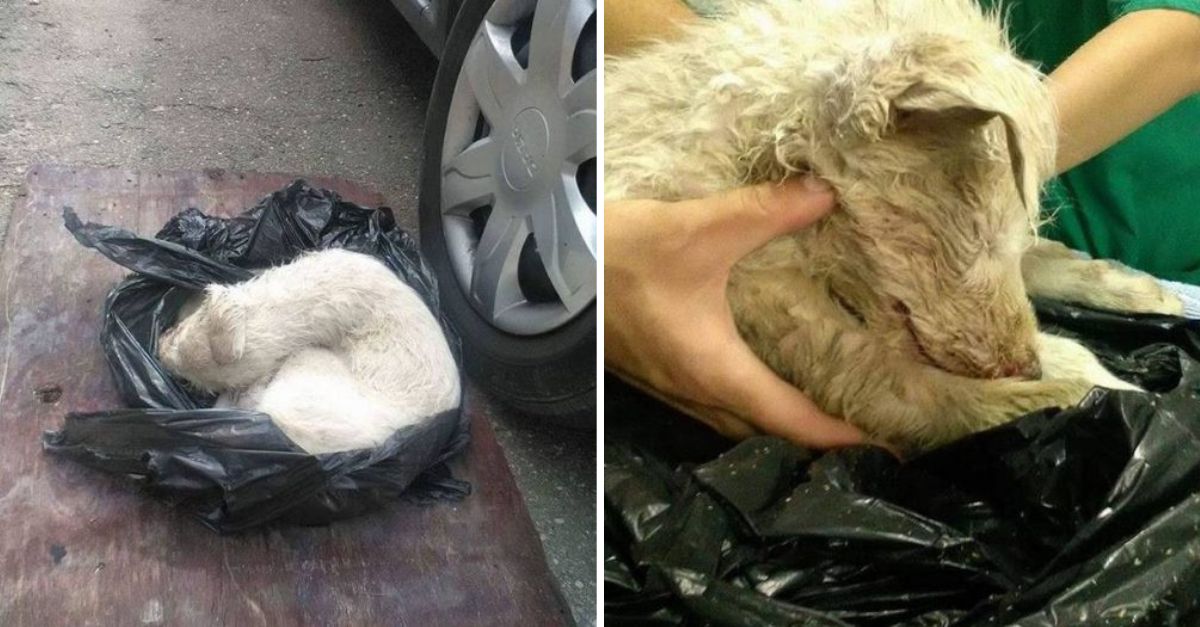 Llamado “Pequeño Milagro”, el perrito venció al abandono y al dolor, llenando de lágrimas los ojos de quienes lo creían perdido.