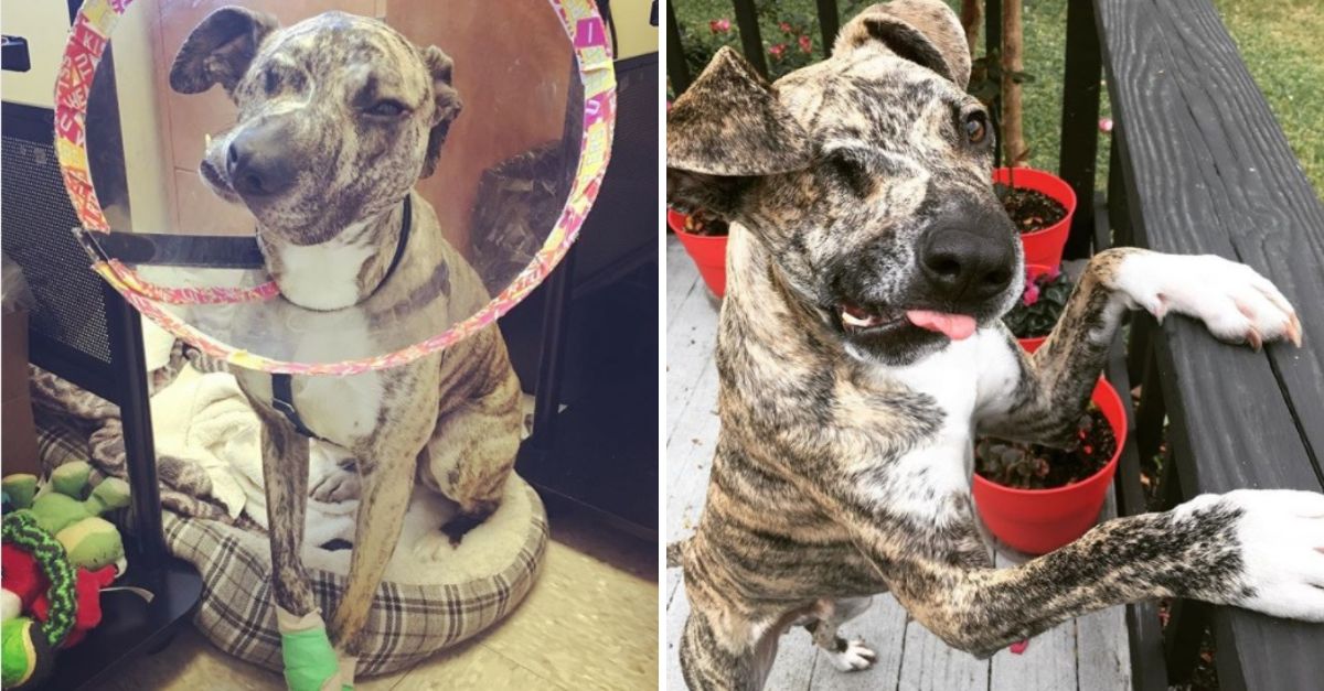 They Thought He Was a Fighter — But His Wounds Told a Darker Story of Cruelty and Betrayal