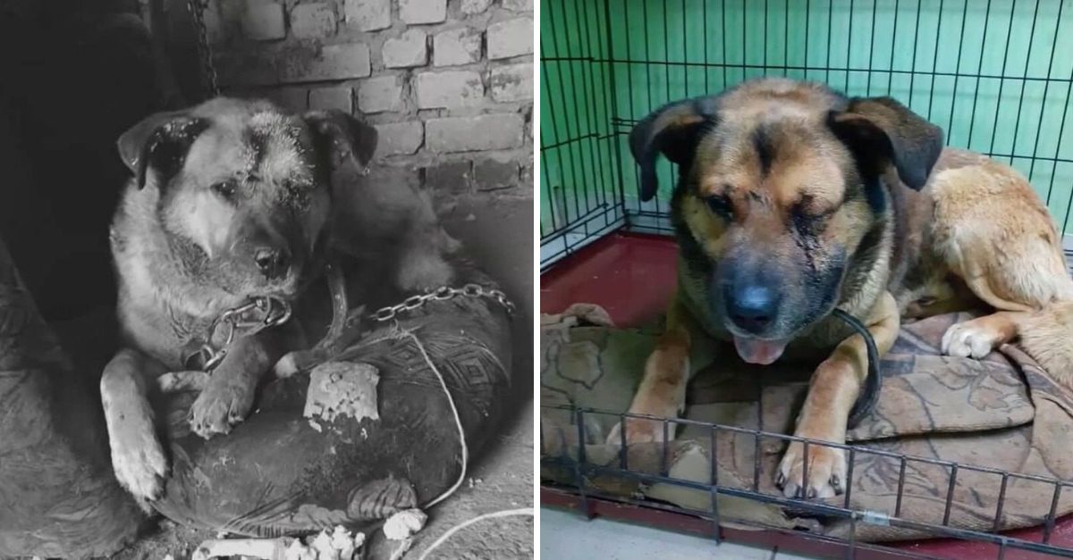 After losing an eye to cruelty, this brave puppy was found alone in the snow, clinging to life and hope